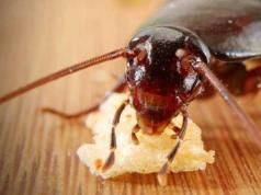 Толкование снов: к чему снятся тараканы?